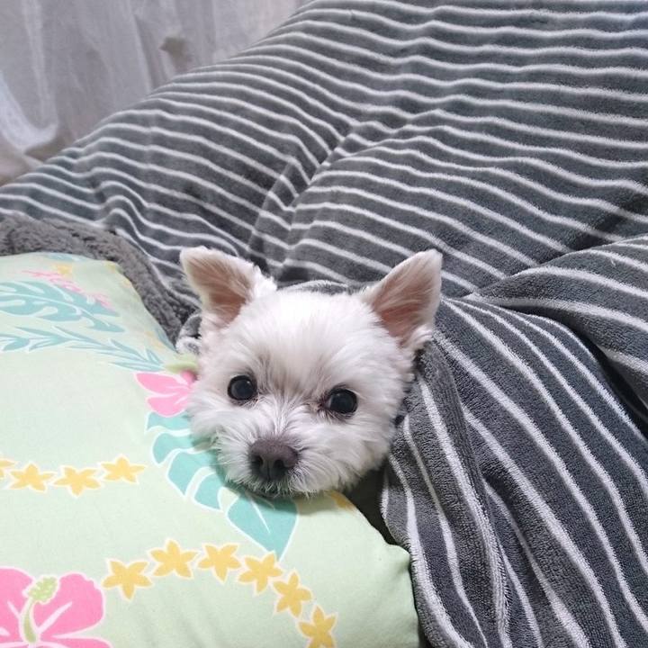 E83a58d9 dd6c 4c24 8b2b 7e24cf90eb60 1512542224638