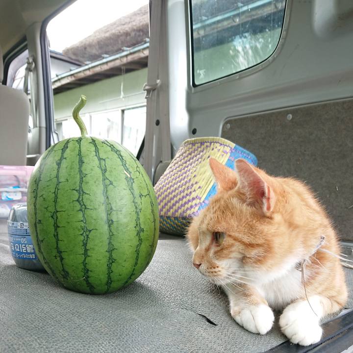 E83bca63 0ee5 4219 8cb3 9c56b76e89ed 1595487359862