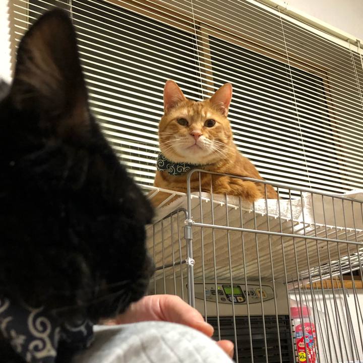 E83c4f30 6cbc 420f 99ef 2307f3c9e117 1554465826843