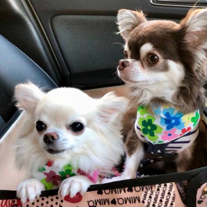 E848af62 e354 46e1 abc3 27ce695d0e78 1543494348759