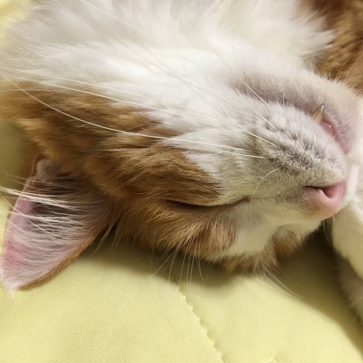 E8491c4d e8bf 407d 8c6d 7b966382fbb5 1539181445713