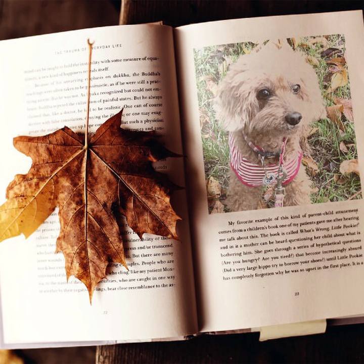 E84a88df 1f85 42e7 9edc 9576ae11a431 1574118910453