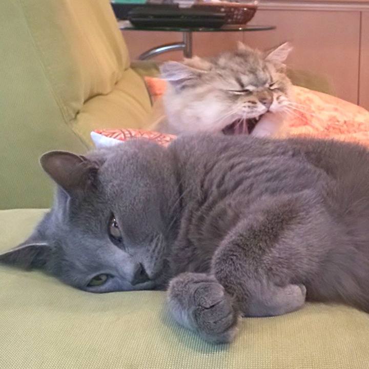 E84c2cc7 c6a6 42d6 abe6 90111fb80593 1594976594765