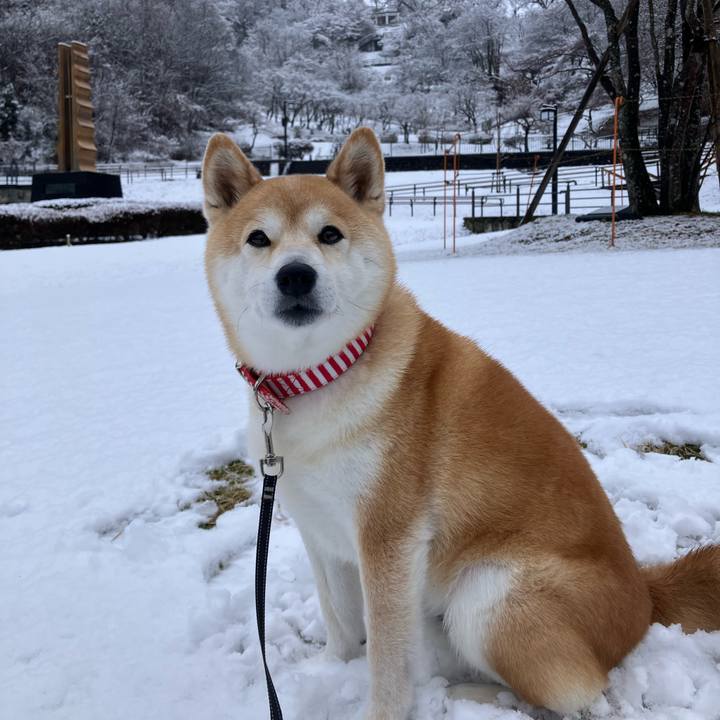 E8522e8a c91b 4aba b2ed c0174aa240ba 1772600121081