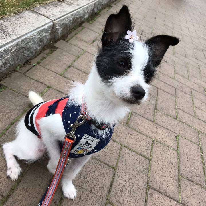 E8545b7c 1a40 4f43 850e 70683aa81e89 1521462113734