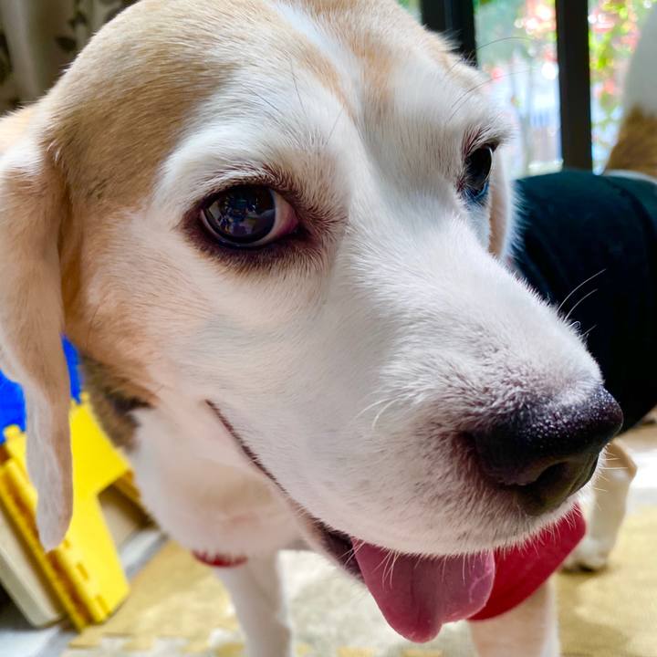 E8555cda 8df7 4d45 9e9d f2721e0814c8 1588825398127