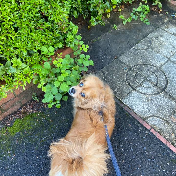 E8564a61 e0f6 4771 91ef 6f3cdb7ab636 1589149059606