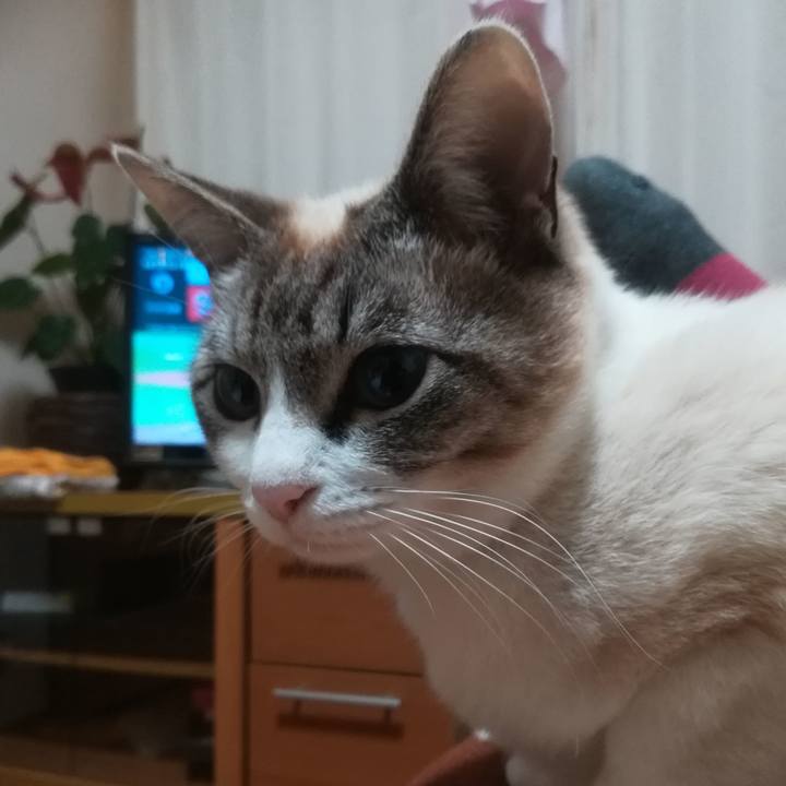 E8578060 620c 4369 a2fb 30d84cdb9ef2 1523960678551