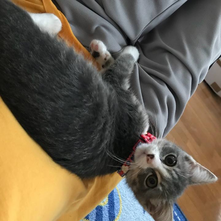 E85875f1 2b61 4a33 baa4 066ed8b1259b 1530762922235