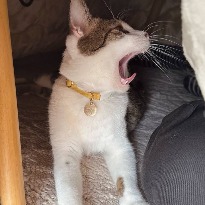 E85882e1 479d 4d5c 9f5c 331ebfa2c88a 1762230945430