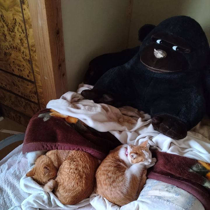 E8594b40 ab79 4edd b11f 756a1e7fb797 1742430081611