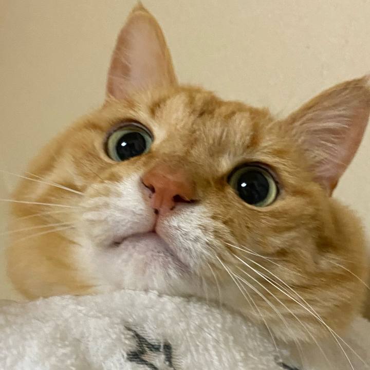 E8599bed 81ef 4410 ab31 596d8fcd708c 1650064562005