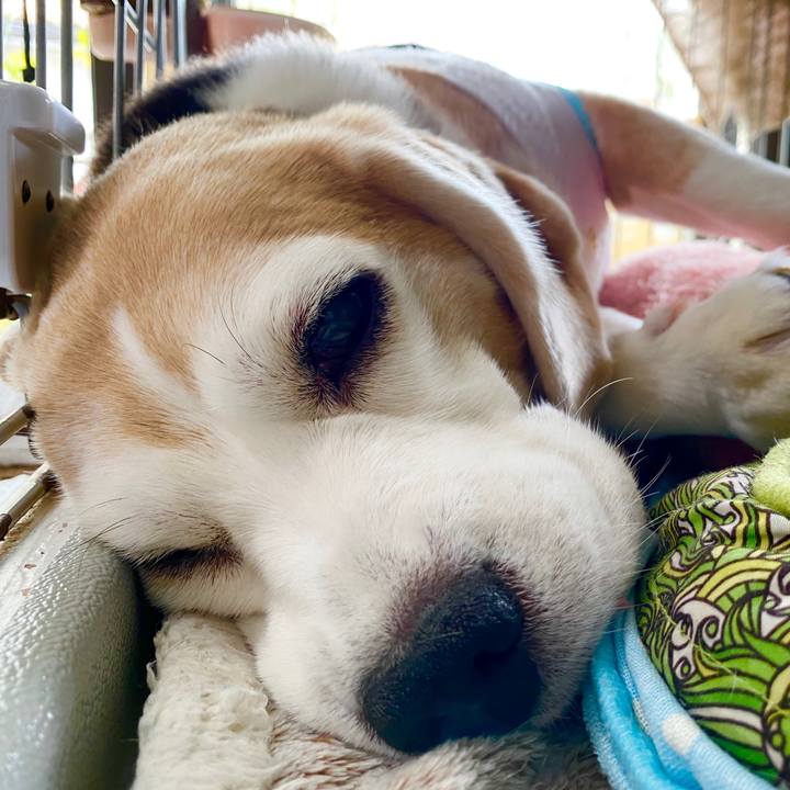 E85c8b0d 425b 484a a1b4 879d3b88eaf3 1591768260057