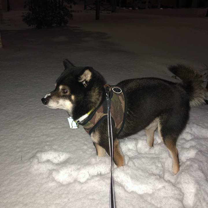 E85e78ca 4f97 4aee 9bbe 11723cec963d 1574245115334