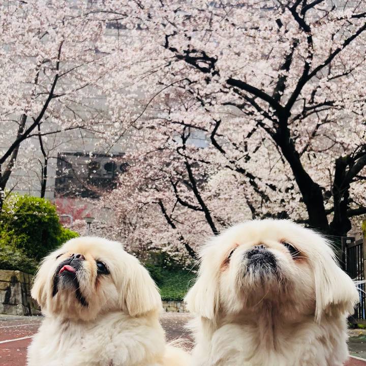 E85f3db2 2556 4cc7 8706 1f1bf6bf6d66 1585535328977