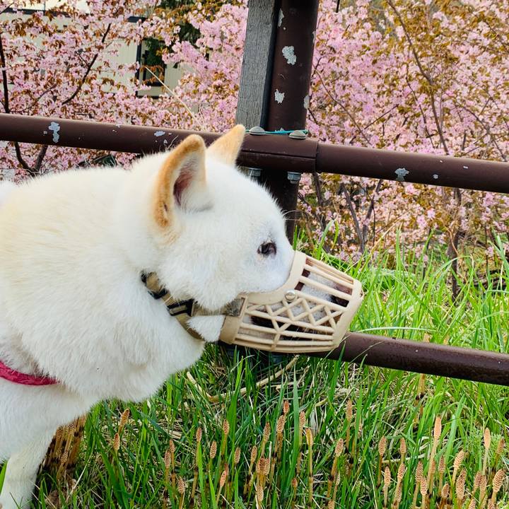 E85fd698 7124 4c96 827a f4d93379f12d 1588717366479