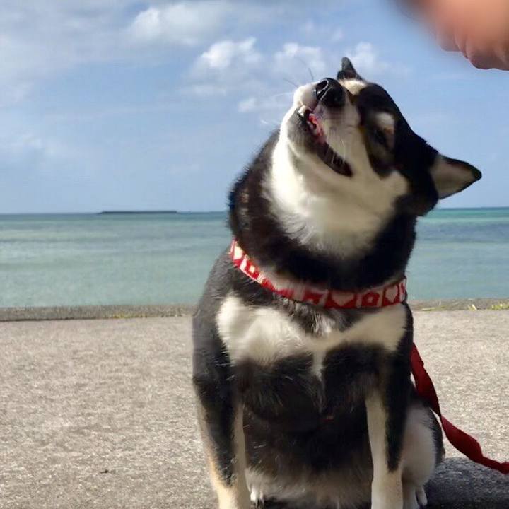 E864cd29 049f 4434 8f9f e0458b657a99 1538527747214