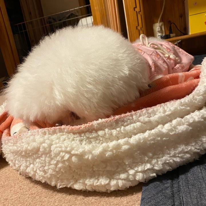 E86662d8 95cc 4b0d 8c01 910d320b6dc3 1619953578895