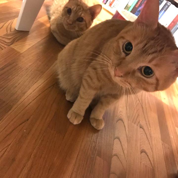 E8678526 b28c 4887 91eb 7a8aa69291b1 1597500108563