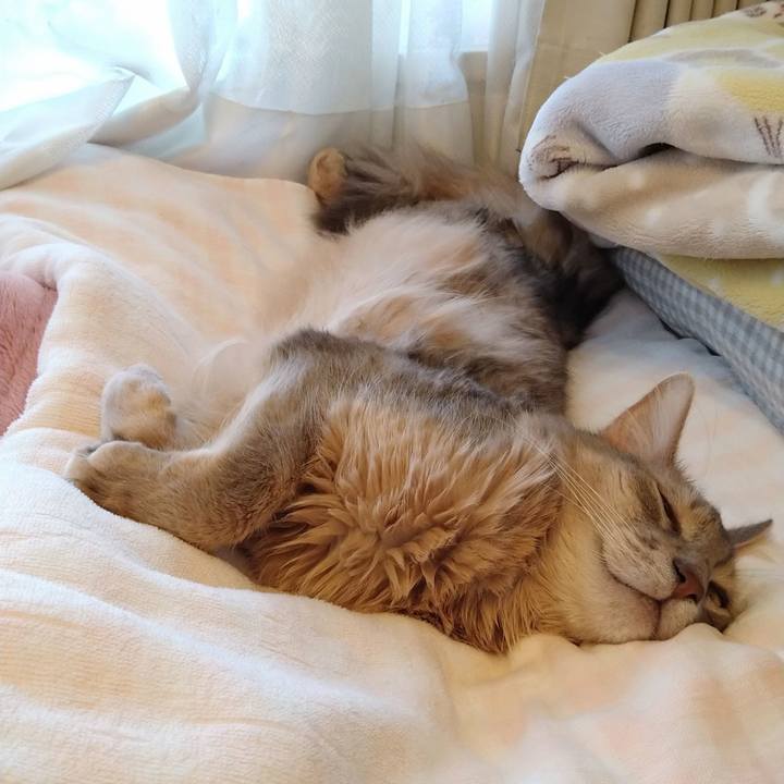 E869300d c633 456e 9484 7c8355a1dc4e 1621490687549