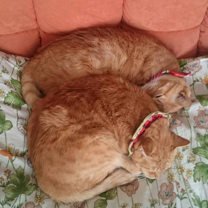 E86cac28 eeee 4d3d 8845 89678da049a7 1516246914298