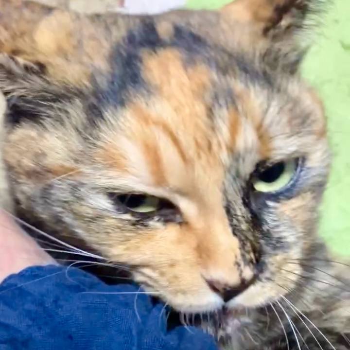 E86dd9dd e0e7 4f4c 8f72 e3b0435ee258 1731265793586