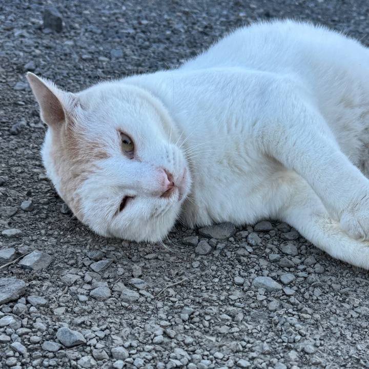 E86f4730 e6ad 487a af4e 8db2e86058db 1755673493693