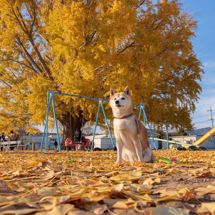 E87130e2 f4e0 4b4c af0a db06bf5c0f90 1576298055588