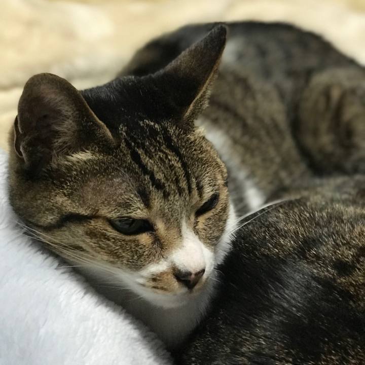 E878071b be79 4a60 bc15 dcf04393c119 1511313414409