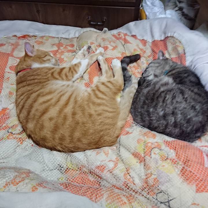 E87aede9 8ccb 48c7 ab40 9ff4d02f9965 1570108454778