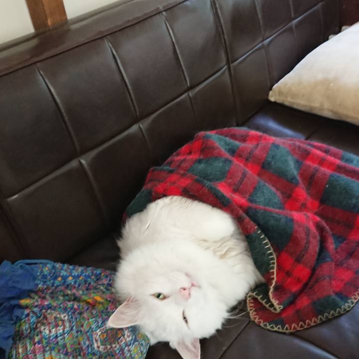 E87d0b34 a5f2 4b7c 8c3c ae16ddd73b88 1536633742323