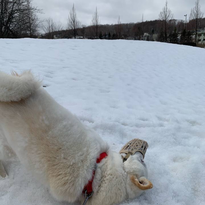 E87d64ef 1721 4cbd 97ce fa6bb32e71da 1585359526859