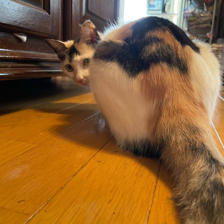 E87d6992 9e9a 4d0f 88e5 a7303876620b 1725411931049