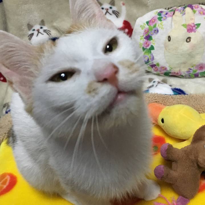 E87ec5dd 8609 4261 9f3c 09911c57561c 1540727646566