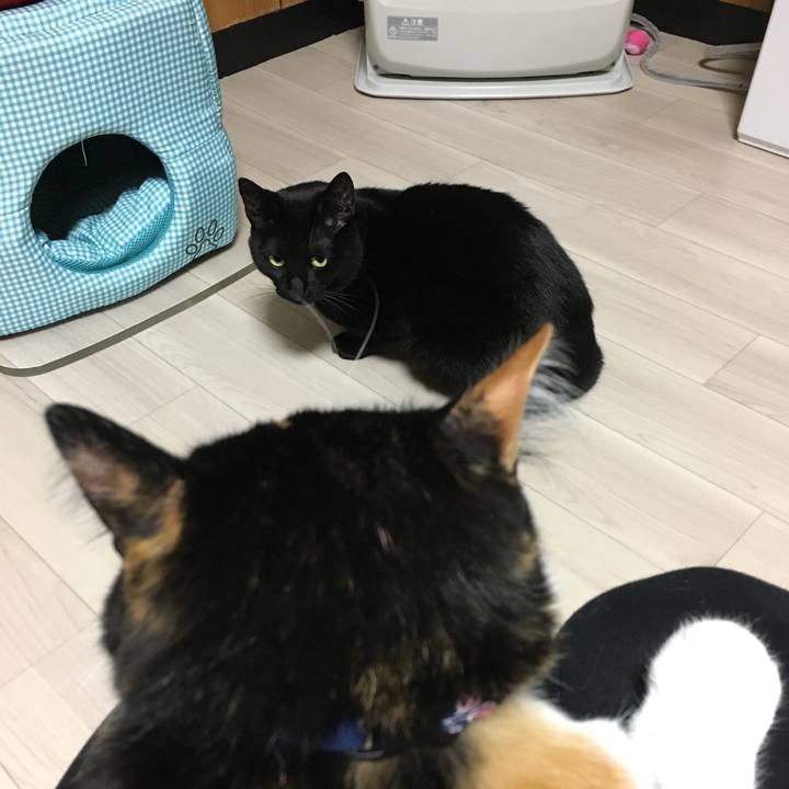 E87f2583 f5c5 4b5d ab78 c4b3880fe3bb 1511438906727