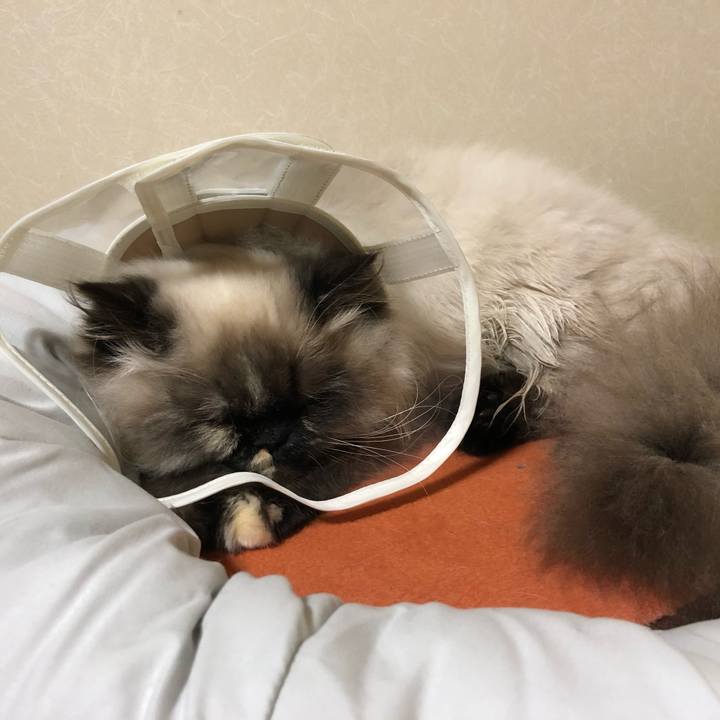 E87fc83c 7c57 4d0b a7e2 f8a56c82ed01 1640867664176