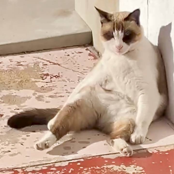 E881ba5c c48e 4c55 be97 8e2c46e9d38d 1733974085986