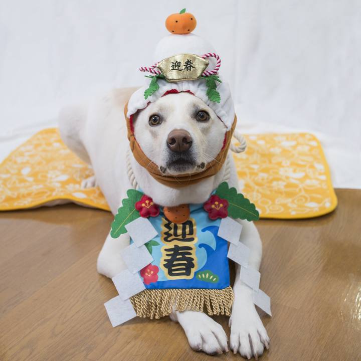 E8838609 ddc7 4f06 897e 54d86d5fd290 1541935727532