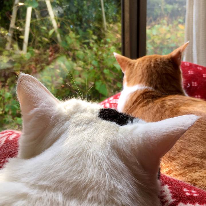 E885347e 8798 44bf bf0e c7d7e2ce9df6 1571814090350