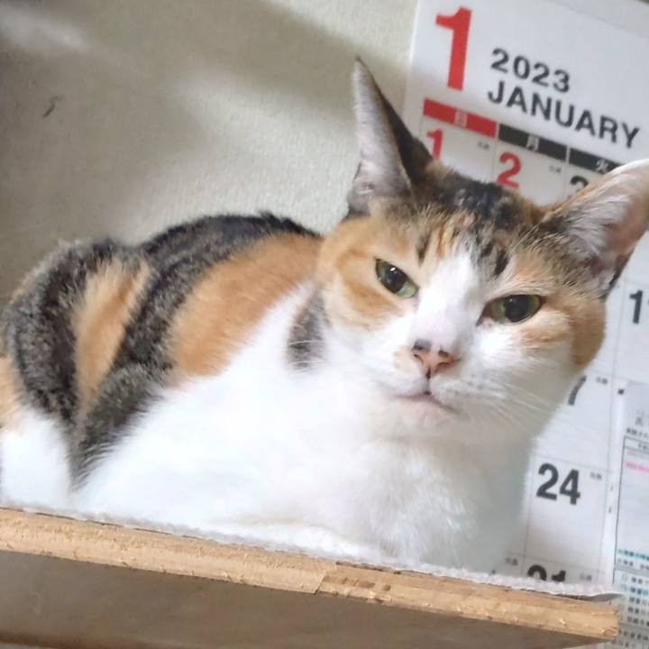 E88852c5 020c 4e88 8c4f 414b992ed8bf 1672303489358