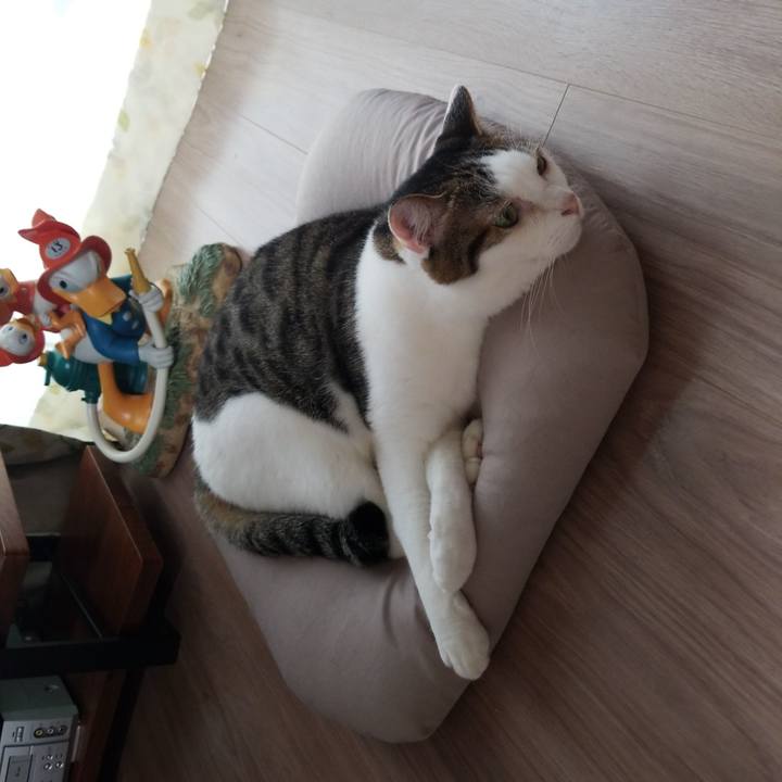 E88bc69b 7a3a 4fa5 b75e e7a259bb614c 1590441863778