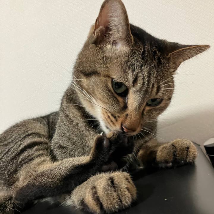 E88d16cc 3e25 4c24 a751 8215674cc353 1757974772629