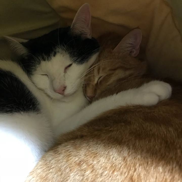 E88dadd4 a2e1 4ac3 afb4 878198336458 1511872251868