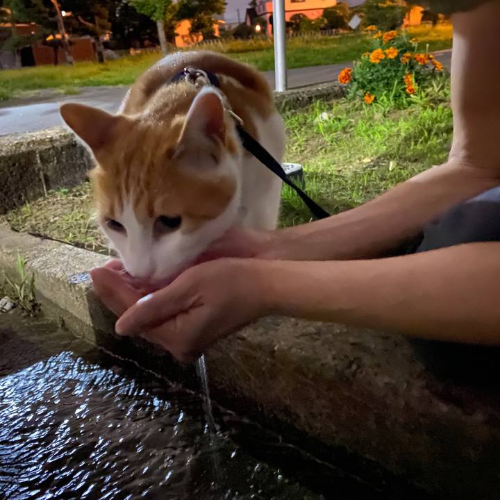 E88dc98c 44df 4302 9244 864569022a12 1595247467745