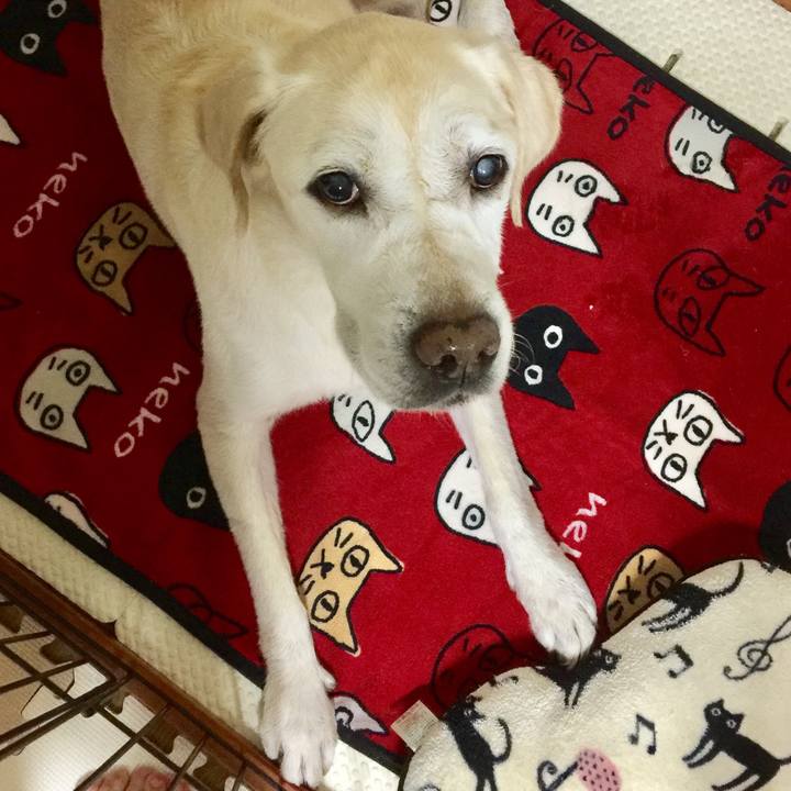 E88ff345 df38 46b6 a30e 312f85ea7d78 1562238786306