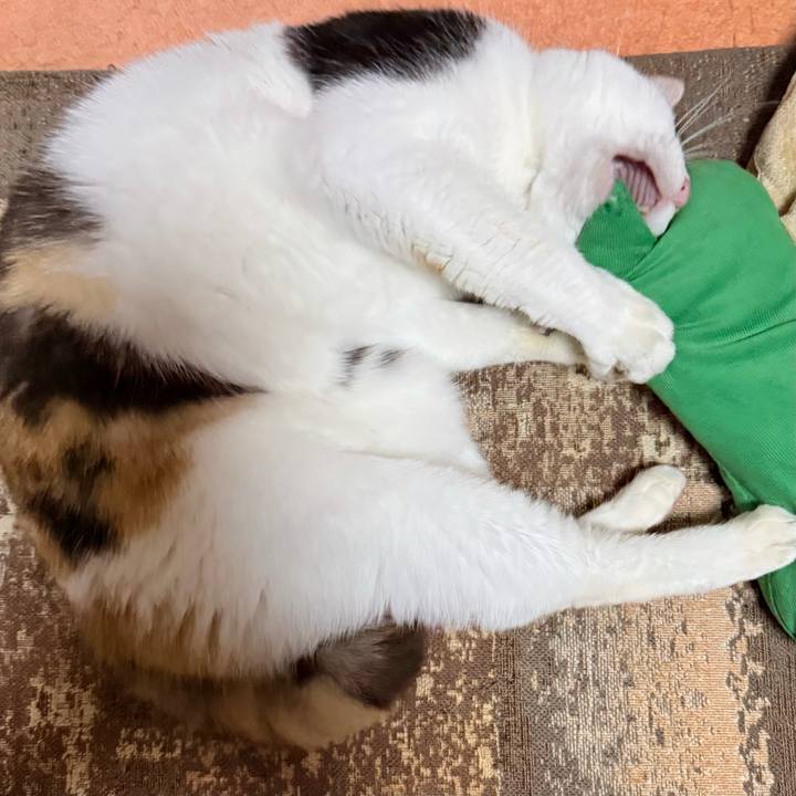 E8938959 72ac 4061 bfa8 9186dad1b801 1736995099111