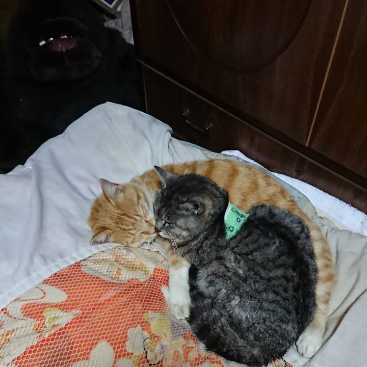 E893aa28 afbd 41a0 b740 ce2eb9d2f28e 1587469575230