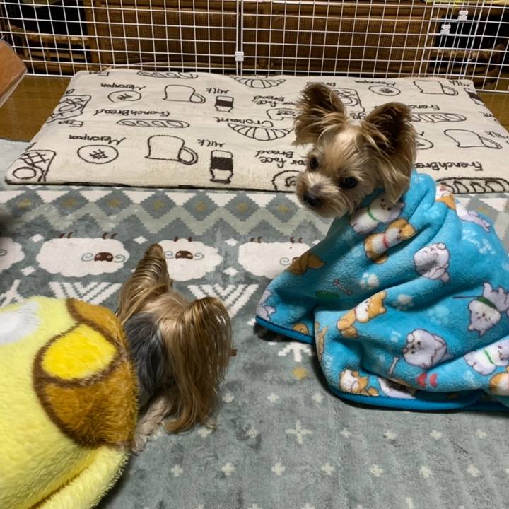 E895adfb 4dd0 4d82 8f68 13b82805ae0f 1606903273292