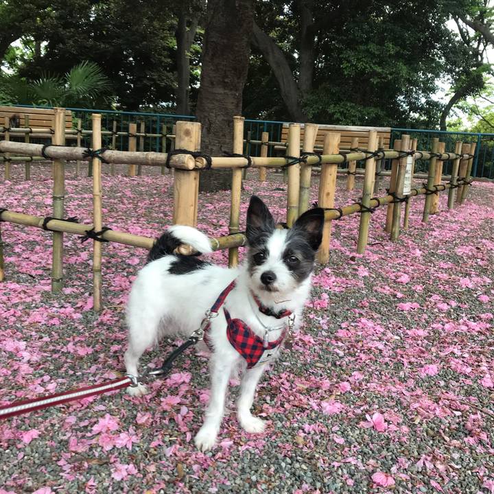 E8984e8f b546 486f a51c f70de8708dd2 1556518811670