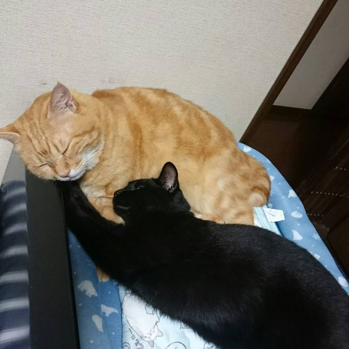 E89a0f58 e927 46c0 aaf5 20c988d31186 1534334421996